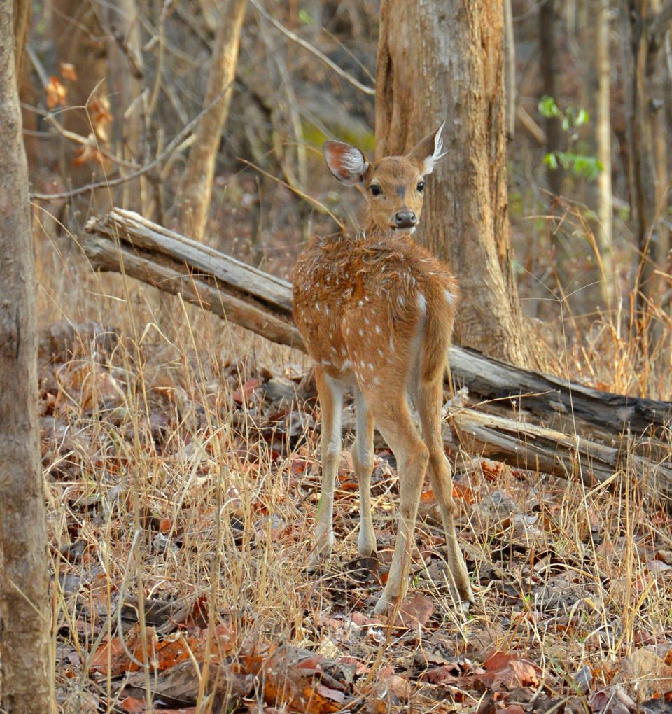 Photo of Backpacking Madhya Pradesh 3/4 by KhYati GuRav