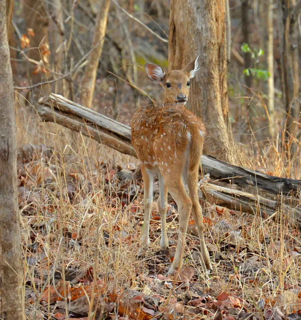 Photo of Pench Tiger Reserve, Pench National Park, Seoni, Madhya Pradesh 480661, India by KhYati GuRav