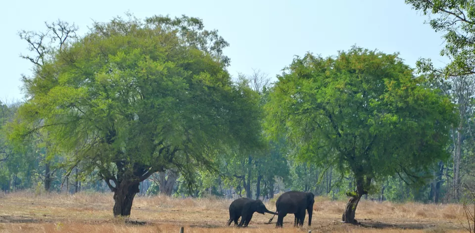 Photo of Pench Tiger Reserve, Pench National Park, Seoni, Madhya Pradesh 480661, India by KhYati GuRav