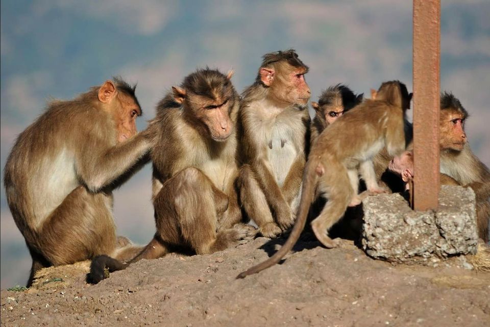 Photo of Kalsubai Peak, Indore, Maharashtra, India by Vaibhav Kudale