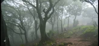 Photo of Mahableshwar – Stress releasing getaway 3/4 by veena
