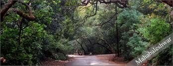 Photo of Mahableshwar – Stress releasing getaway 4/4 by veena