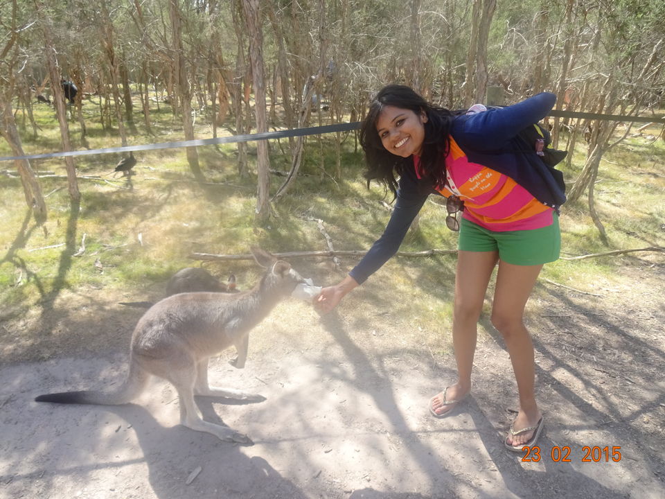 Photo of Moonlit Sanctuary Wildlife Conservation Park, Tyabb-Tooradin Road, Pearcedale, Victoria, Australia by Nikita Mathur