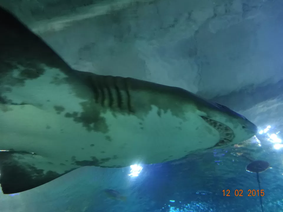 Photo of Aquaria KLCC, Jalan Pinang, Kuala Lumpur City Centre, Kuala Lumpur, Federal Territory of Kuala Lumpur, Malaysia by Nikita Mathur