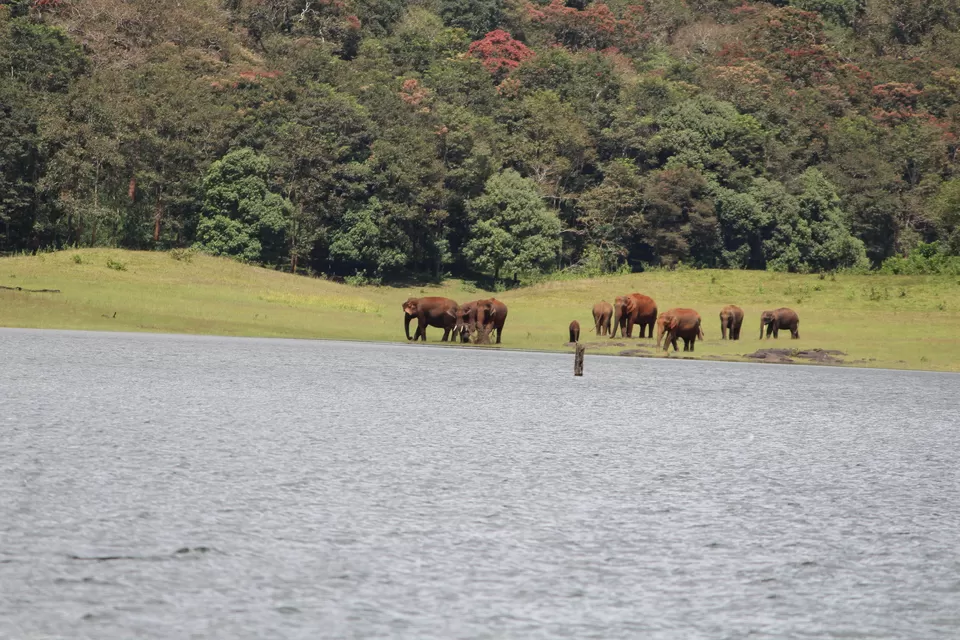 Photo of Periyar National Park, Kerala, India by Nikita Mathur