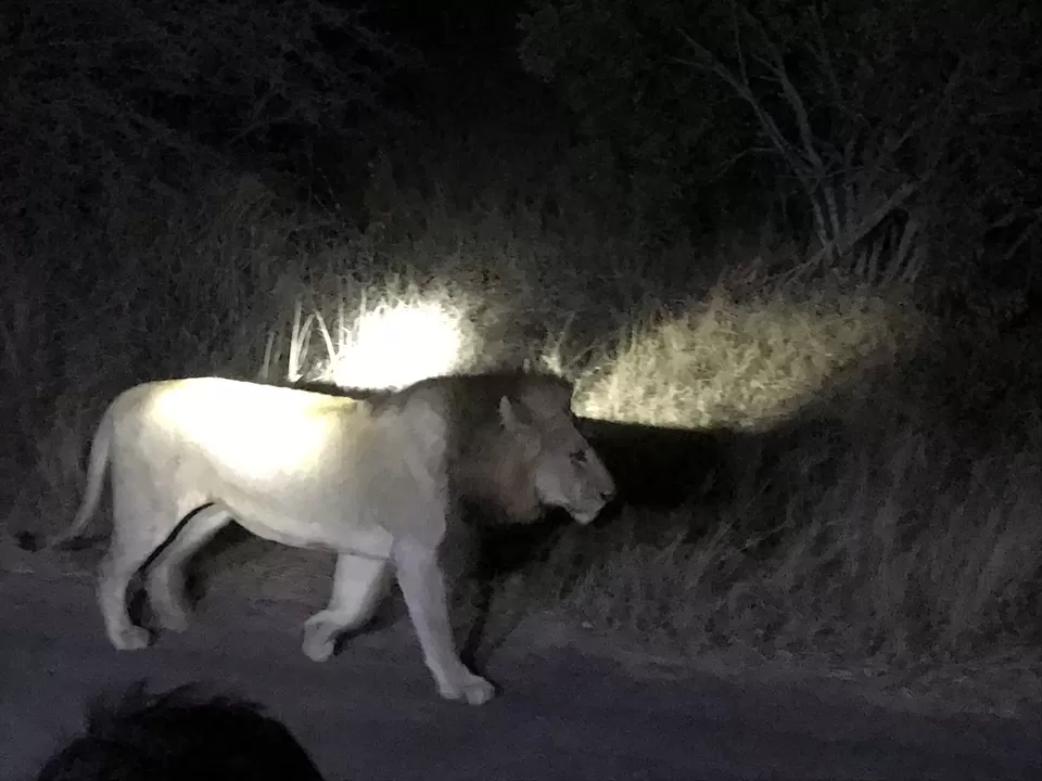 Photo of Kruger National Park, South Africa by Nikita Mathur