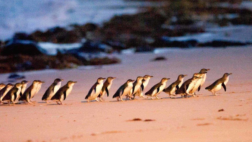 Photo of Five incredible experiences of Eastern Australia by Nikita Mathur