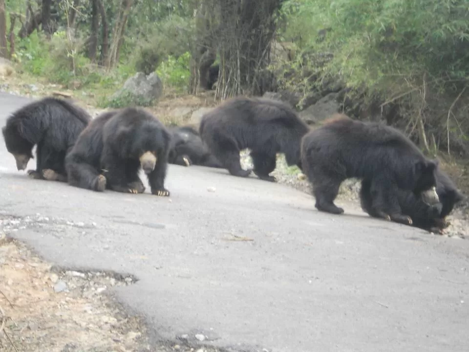 Photo of Bannerghatta National Park, Bannerghatta Road, Bannerughatta, Bengaluru, Karnataka, India by Nikita Mathur