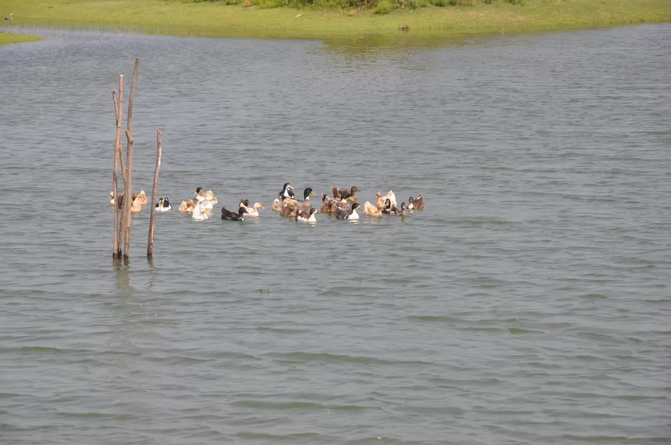 Photo of Chilika Lake, Odisha, India by Vartika Sharma