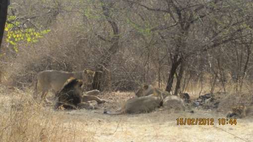 Photo of Gir National Park, SH 26, Bhojde, Gujarat, India by Vartika Sharma