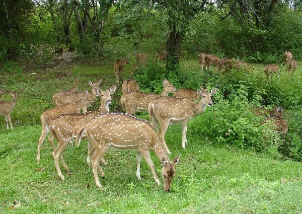 Photo of Gir National Park, SH 26, Bhojde, Gujarat, India by Vartika Sharma