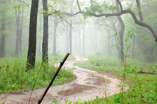 Photo of Tadoba Andhari Tiger Project, India by Vartika Sharma