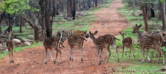 Photo of Tadoba Andhari Tiger Project, India by Vartika Sharma