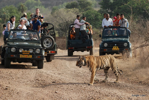 Photo of Tadoba Andhari Tiger Project, India by Vartika Sharma