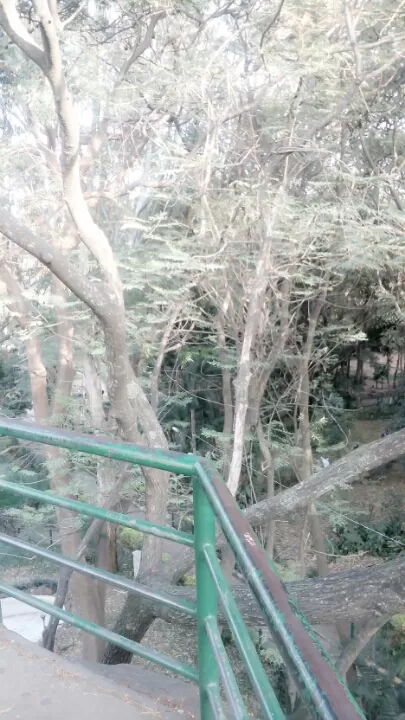 Photo of Bugle Rock Road, Basavanagudi, Bengaluru, Karnataka, India by Hanee 