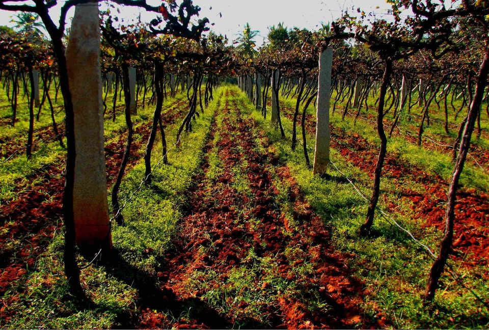 Photo of A Vineyard Visit and Wine Tour in Bangalore 3/4 by Seena