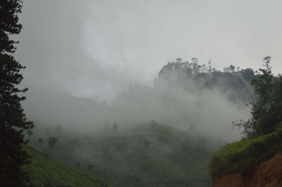 Photo of Munnar, Kerala, India by Nisha Khulbe