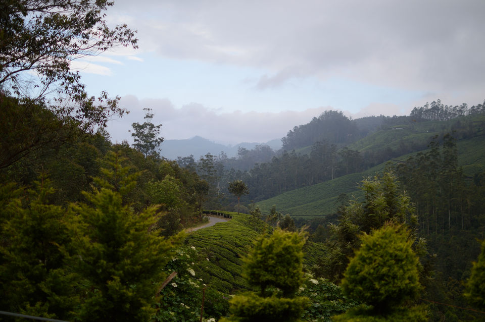 Photo of Munnar, Kerala, India by Nisha Khulbe