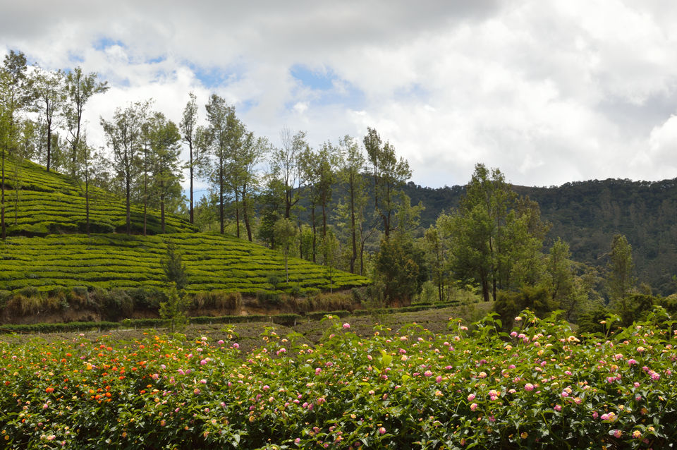 Photo of Munnar, Kerala, India by Nisha Khulbe