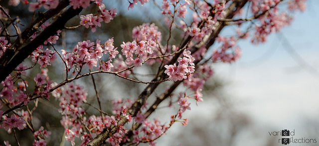 Photo of The first Hanami, Japan and Sakura by Swetha Srinath
