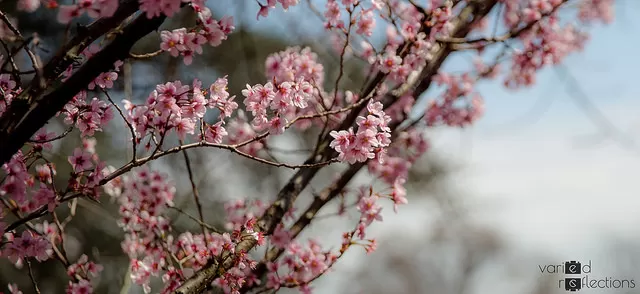 Photo of The first Hanami, Japan and Sakura by Swetha Srinath