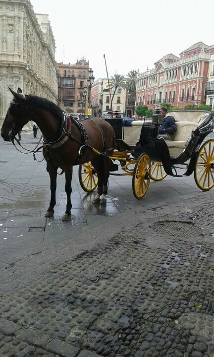 Photo of Spain trip 10days (Madrid,sevilla,Granada,barcelona) by Prejitha P Jayakumar