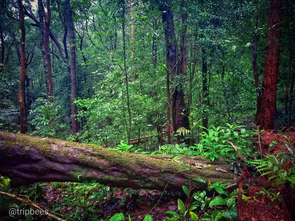 Photo of Kodachadri - Trek with the rain 1/1 by Ranjit Periyasami