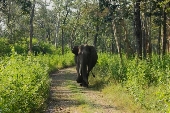 Photo of Wayanad Wildlife Sanctuary, Sultan Bathery, Kerala, India by Ranjit Periyasami