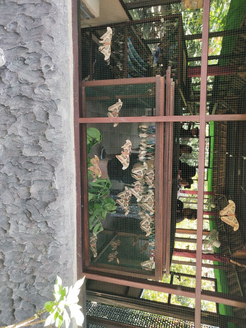 Photo of Kemenuh Butterfly Park, Jalan Raya Kemenuh, Kemenuh, Gianyar, Bali, Indonesia by Swetha Sharma