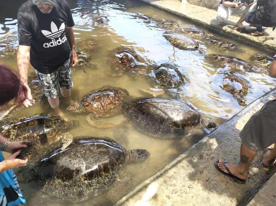 Photo of Penangkaran Penyu Bali Tanjung Benoa, Tanjung Benoa, Badung Regency, Bali, Indonesia by Swetha Sharma
