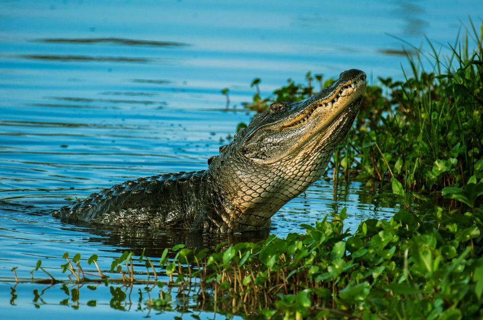Photo of Bhitarkanika Fest: A Celebration of Nature and Culture in Odisha by Khyati Maloo