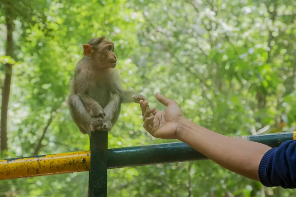 Photo of Idukki, Idukki, Kerala, India by Edwin deepak