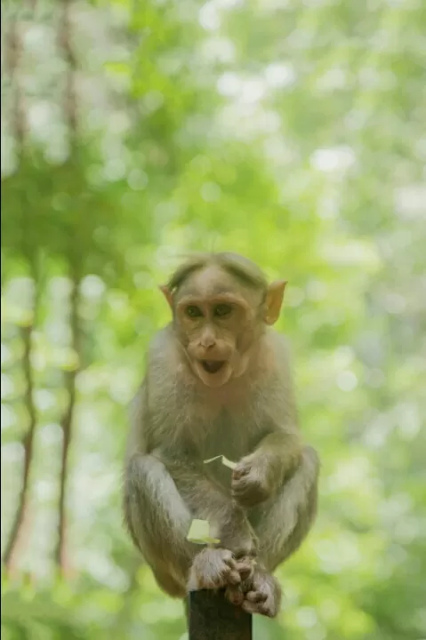 Photo of Idukki, Idukki, Kerala, India by Edwin deepak