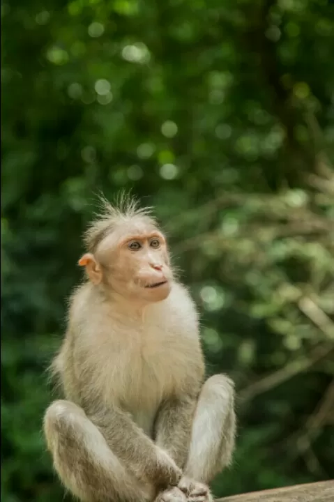 Photo of Idukki, Idukki, Kerala, India by Edwin deepak