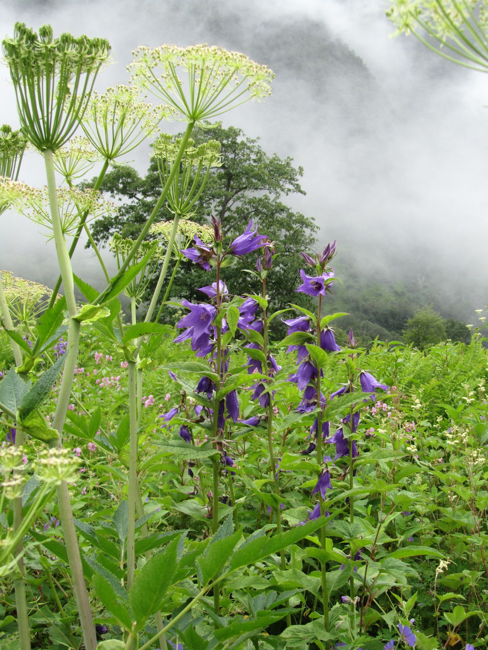 Photo of Witness Heaven in Nature’s Own Valley: The Valley of Flowers Trek, Uttarakhand 17/32 by Tushar Chatterji
