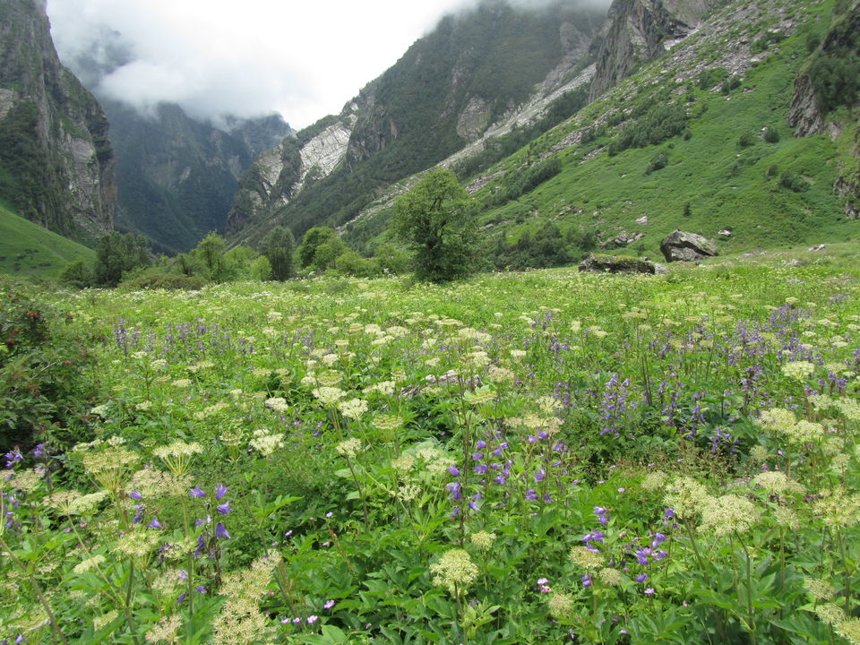 Photo of Witness Heaven in Nature’s Own Valley: The Valley of Flowers Trek, Uttarakhand 18/32 by Tushar Chatterji