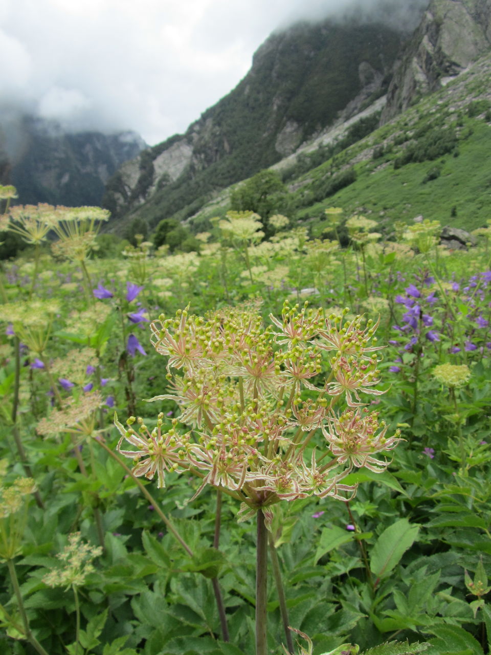 Photo of Witness Heaven in Nature’s Own Valley: The Valley of Flowers Trek, Uttarakhand 21/32 by Tushar Chatterji