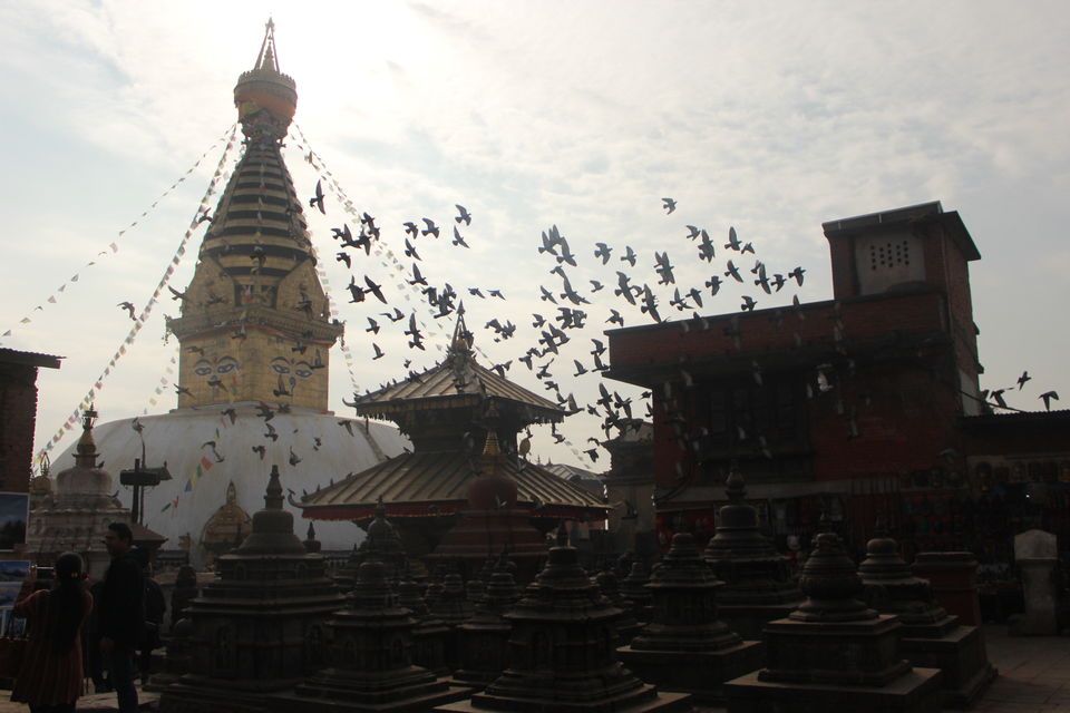 Photo of Of Mountains, Stupas, Culture, and Wildlife - Namaste Nepal 4/38 by Tushar Chatterji