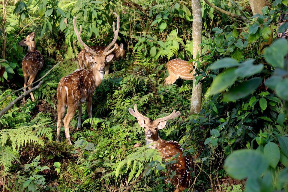 Photo of Of Mountains, Stupas, Culture, and Wildlife - Namaste Nepal 29/38 by Tushar Chatterji