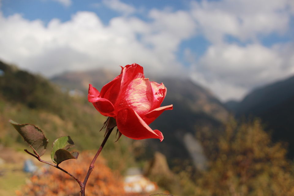 Photo of Of Mountains, Stupas, Culture, and Wildlife - Namaste Nepal 36/38 by Tushar Chatterji