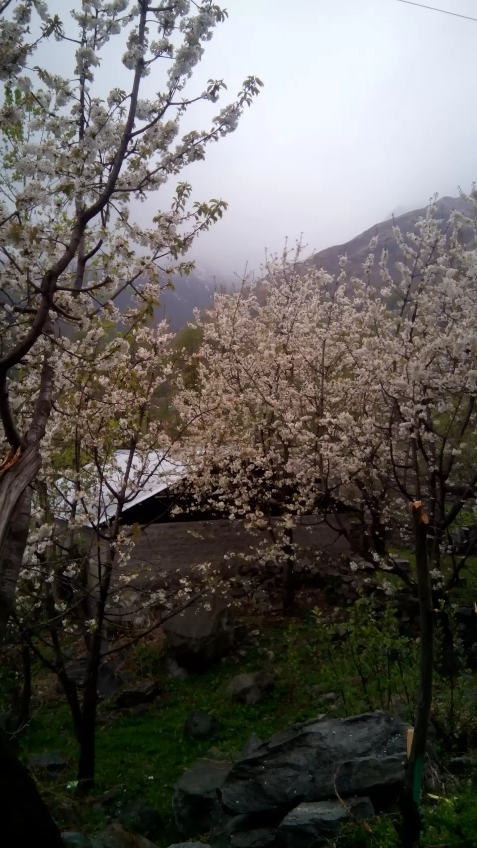 Photo of Burwa, Himachal Pradesh, India by Shazia Khanam