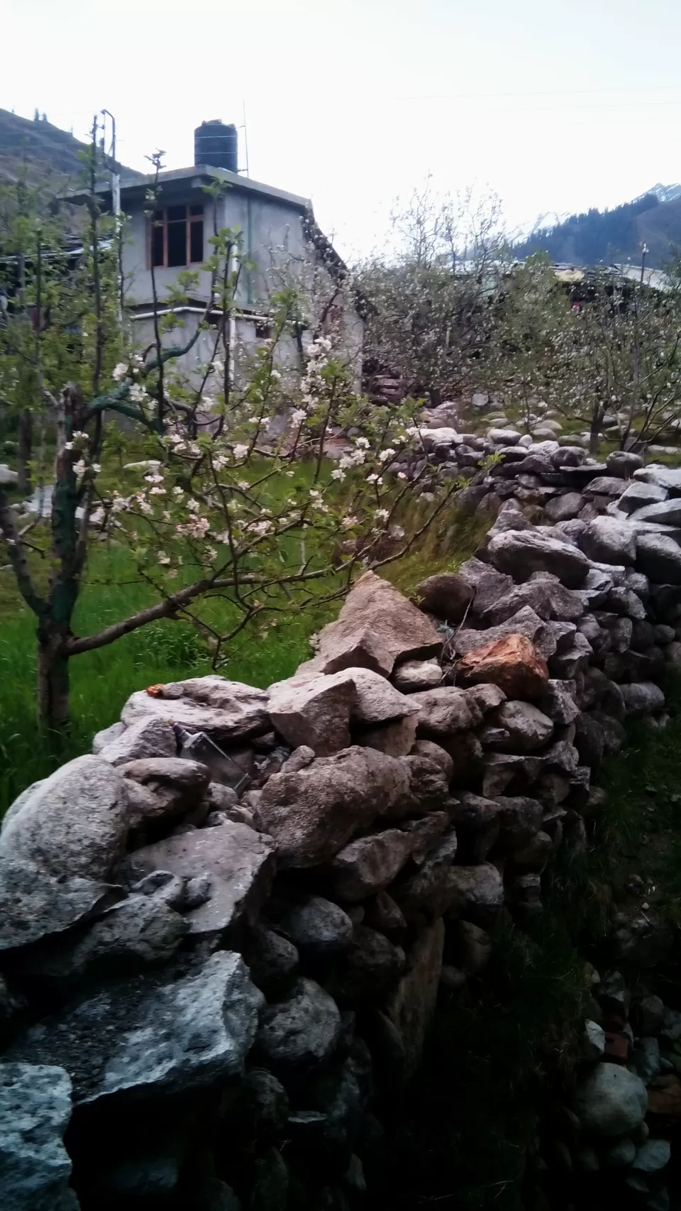 Photo of Burwa, Himachal Pradesh, India by Shazia Khanam