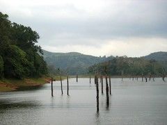 Photo of Periyar National Park, Vandiperiyar, Kerala, India by Naina Kataria