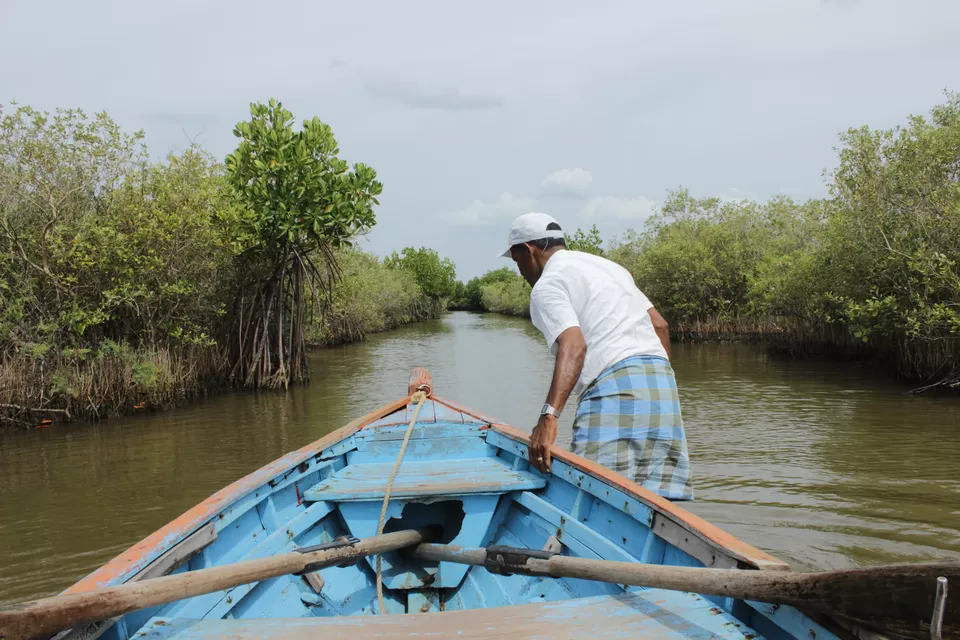 Photo of Pichavaram Mangrove Forest, Pichavaram, Tamil Nadu, India by Jithendra Swaroop
