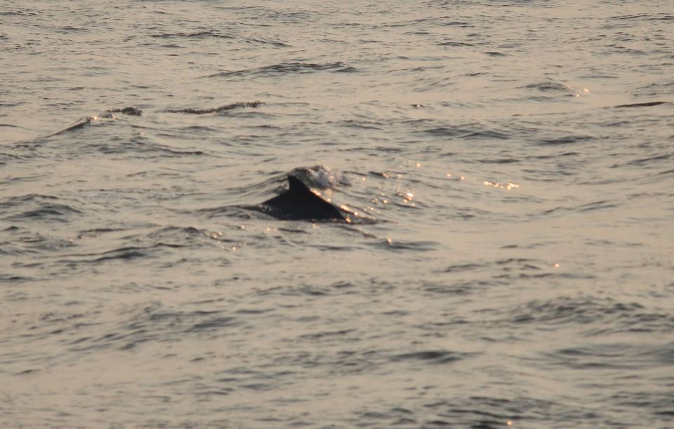Photo of Kannur: Malabar cuisine and my rendezvous with the dolphins 6/7 by Abhishek Kumar
