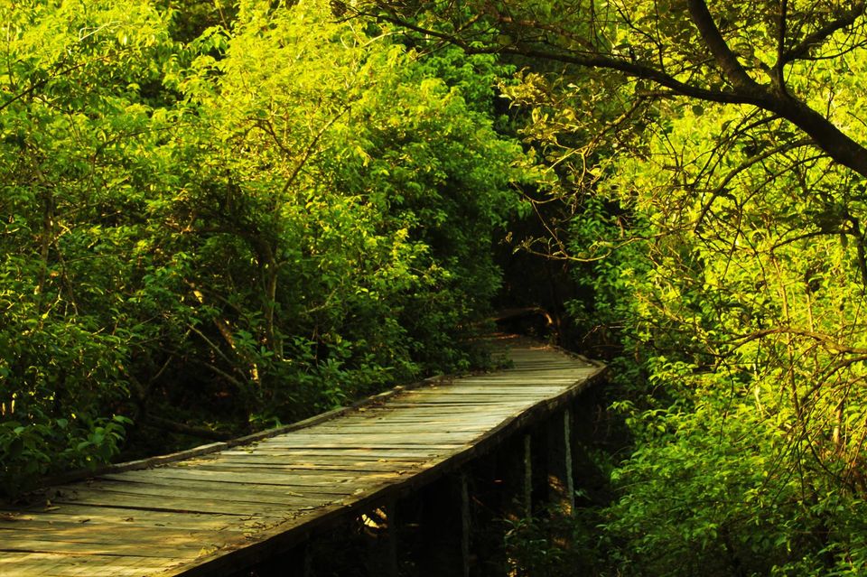 Photo of Coringa, Andhra Pradesh, India by Abhishek Kumar