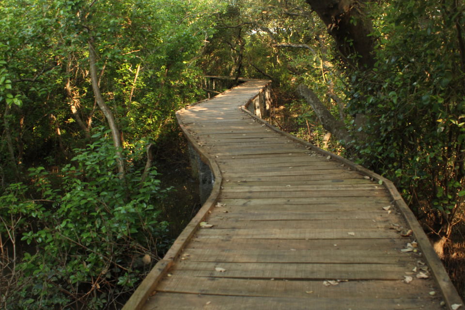 Photo of Coringa, Andhra Pradesh, India by Abhishek Kumar