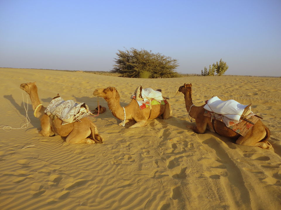 Photo of Desert Cruise: Jodhpur & Jaisalmer 10/26 by Shradha