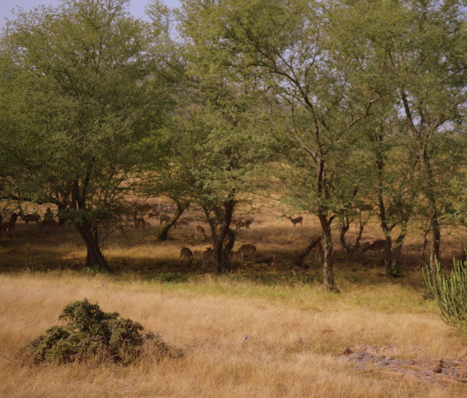 Photo of Ranthambore: An Encounter With The Tiger Or Not...? 6/9 by Shradha