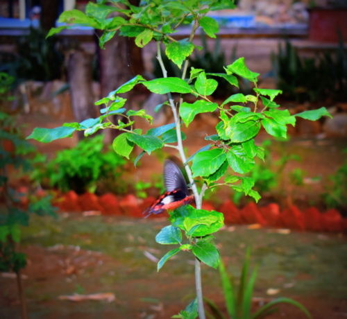 Photo of Ranthambore: An Encounter With The Tiger Or Not...? 3/9 by Shradha